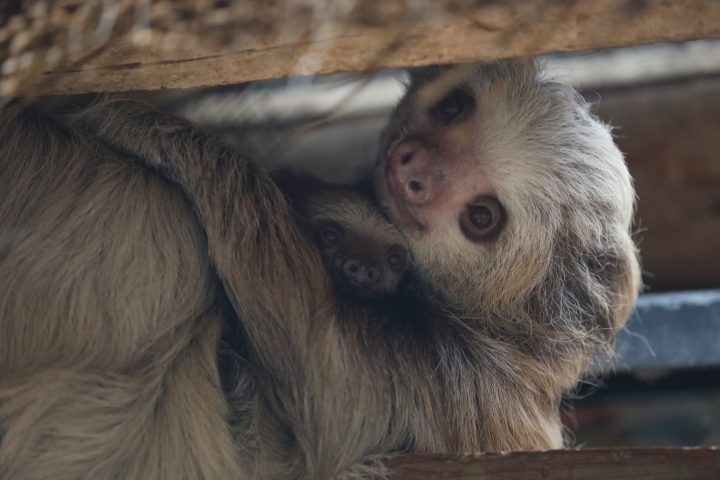 Hoffmann's two-toed sloth in exhibit