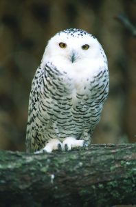Snowy owl in exhibit