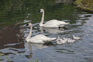 Two adult trumpeter swans leading chicks through the water in exhibit