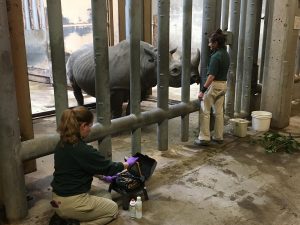 Animal Care staff working with eastern black rhino in exhibit