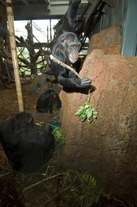 Chimpanzees using sticks to "fish" termites out of an artificial mound in exhibit