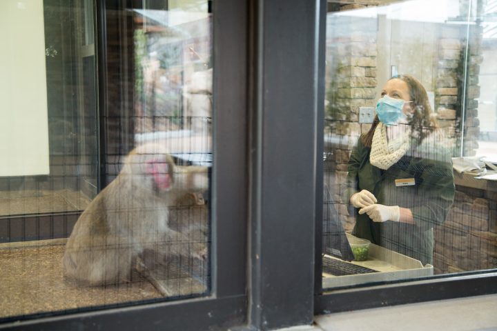 Animal Care staff "training" a Japanese macaque through a glass partition