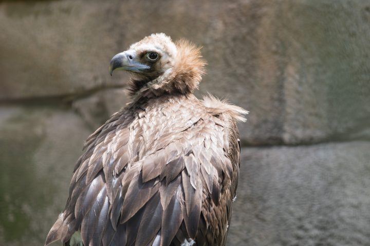 Cinerous vulture in exhibit