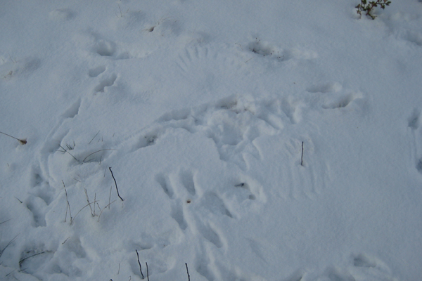 Small animal tracks in the snow
