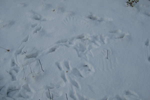 Animal Tracks in Snow - Lincoln Park Zoo Animal Tracks in Snow - Lincoln Park Zoo