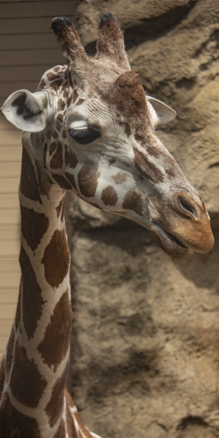 Giraffe in exhibit