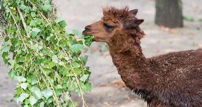 alpaca poplar browse_zm - Lincoln Park Zoo