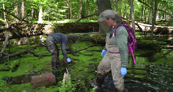 Zoo scientists testing wild amphibians for chytrid fungus
