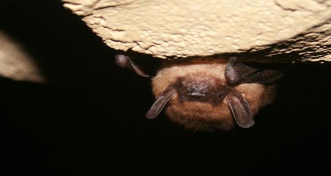 Hibernating big brown bat in the wild