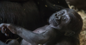 A western lowland gorilla infant in exhibit