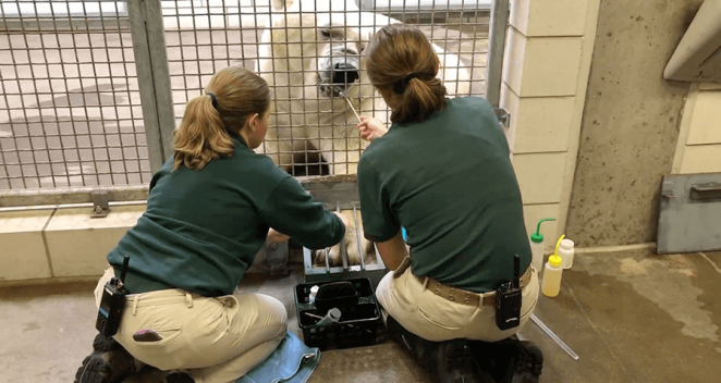 Animal Care staff working with polar bear in exhibit