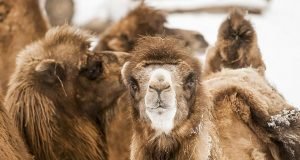 Bactrian camels in their habitat during winter
