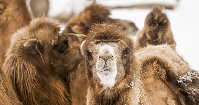 Bactrian camels can choose to head indoors on cold days, but this hardy species is naturally adapted to handle temperatures higher than 100°F in summer and lower than -20°F in winter.