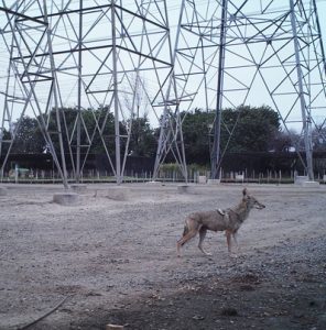 Wild coyote standing beneath an electrical tower
