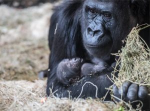 Western lowland gorillas in exhibit