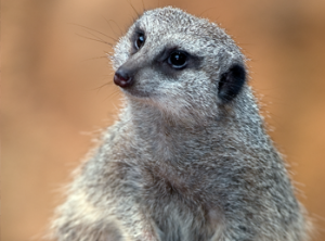 Meerkat in exhibit