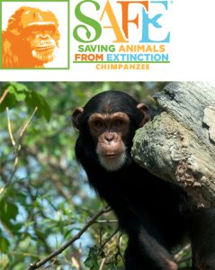 A wild chimpanzee peeking from around a tree beneath SAFE: Saving Animals From Extinction branding