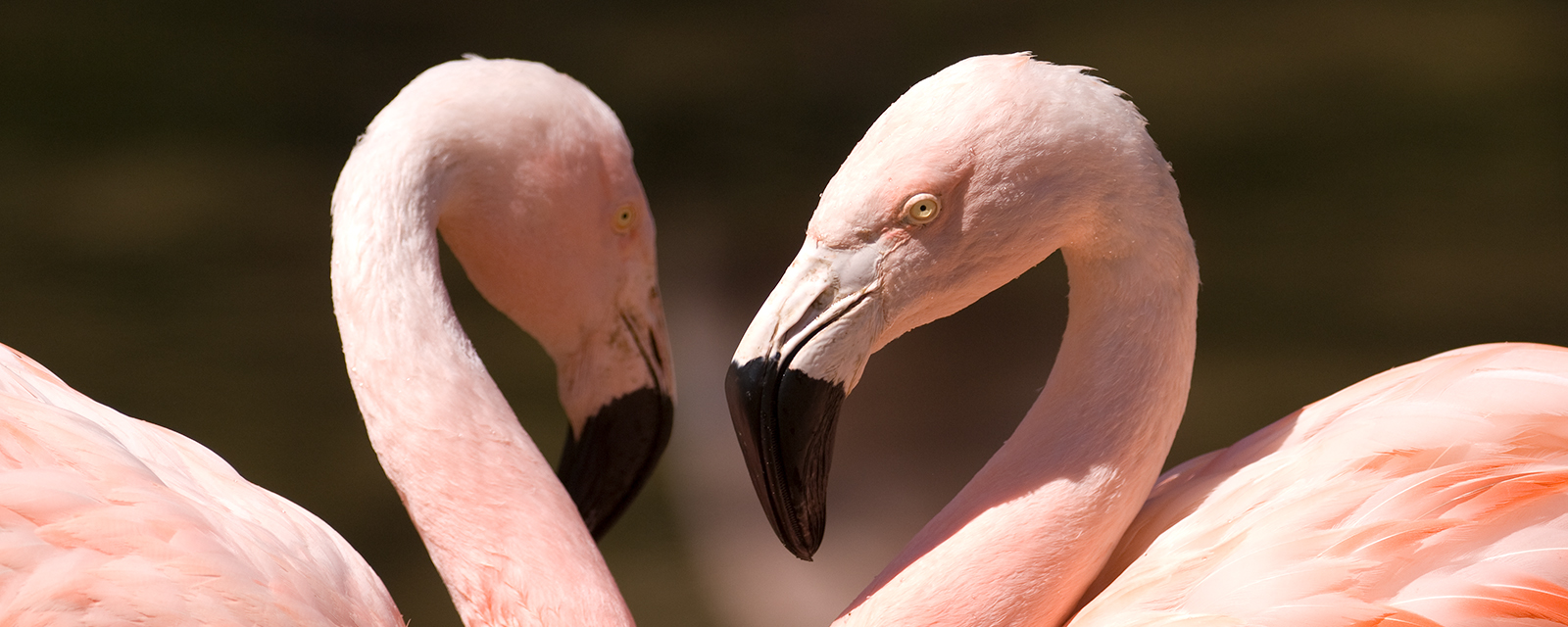 Chilean flamingos in exhibit