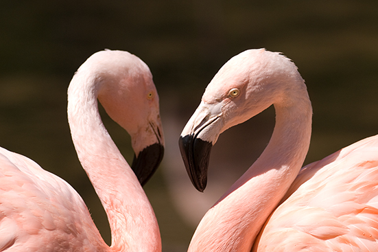 Chilean flamingos in exhibit