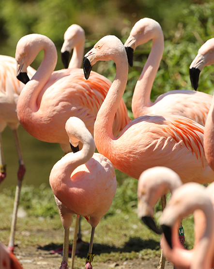 Chilean flamingos in exhibit