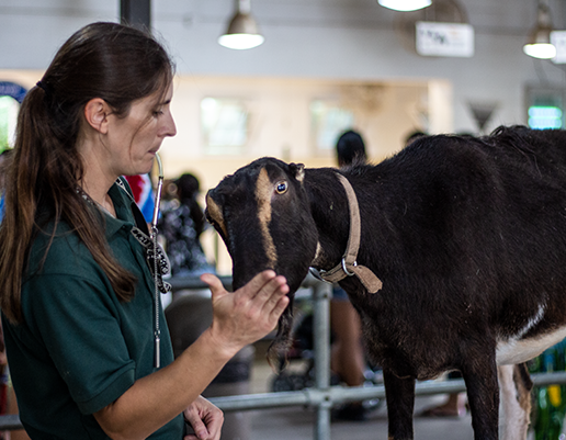 Zoo staff training domestic goat