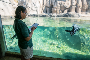 ZooMonitor staff studying African penguins