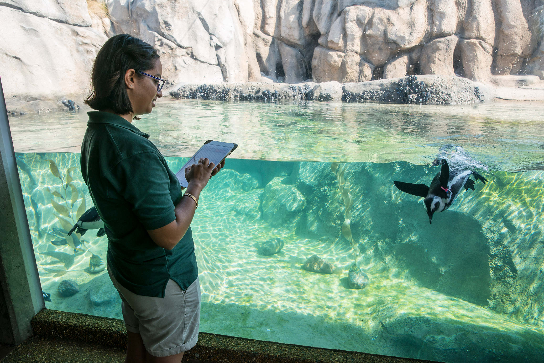 ZooMonitor staff studying African penguins