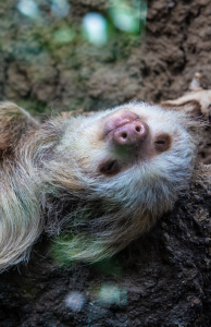Hoffmann's two-toed sloth sleeping