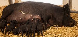 Domestic pig nursing piglets in exhibit