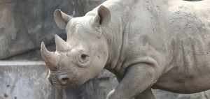Eastern black rhino in exhibit