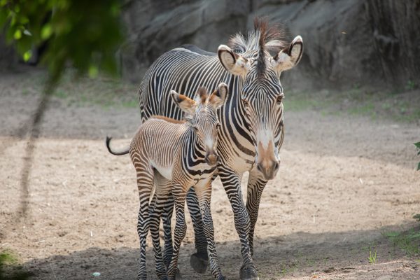 South Loop | Lincoln Park Zoo