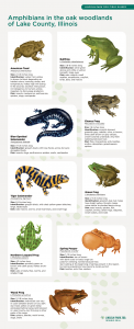 A guide describing some of the amphibians living in Lake County