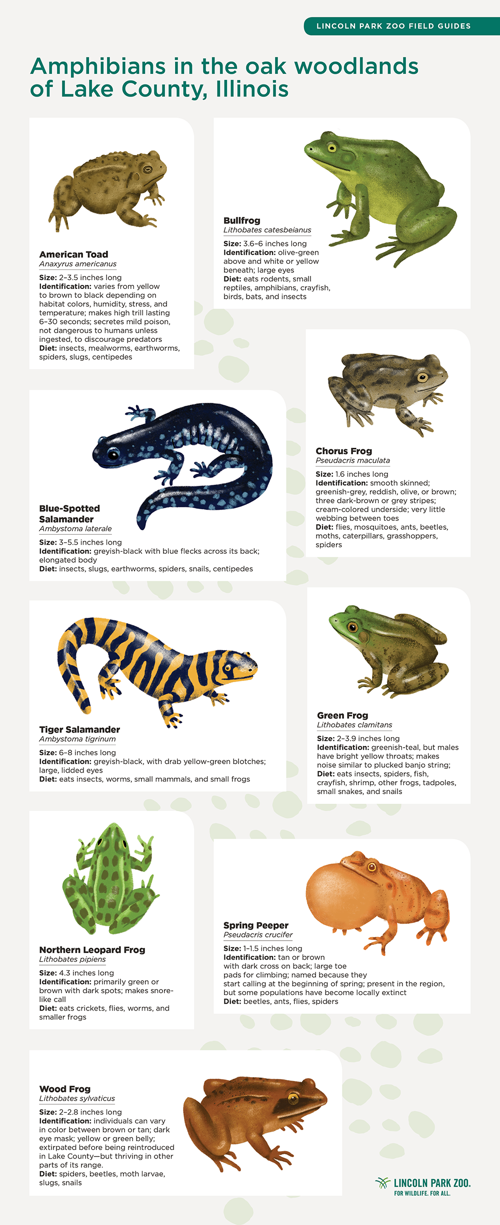 Amphibious Alliance - Lincoln Park Zoo Amphibious Alliance - Lincoln Park Zoo