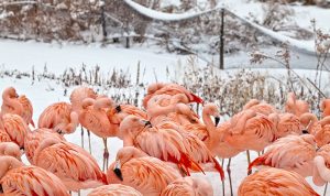 Chilean flamingos in their outdoor exhibit during winter