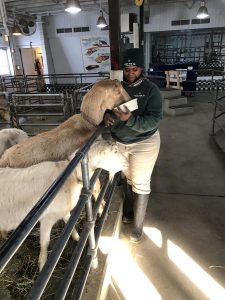 Animal Care staff working with domestic goats