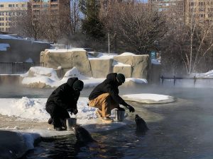 Animal Care staff feeding the seals on a cold winter day
