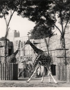 A historic black-and-white photo of giraffes in exhibit