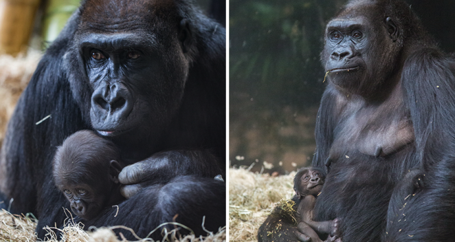 Two western lowland gorillas