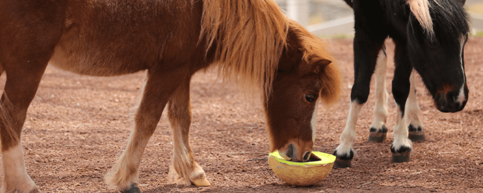 Farm-in-the-Zoo