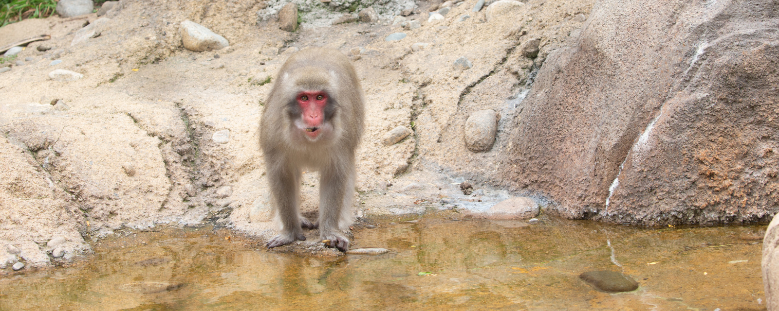 Regenstein Macaque Forest