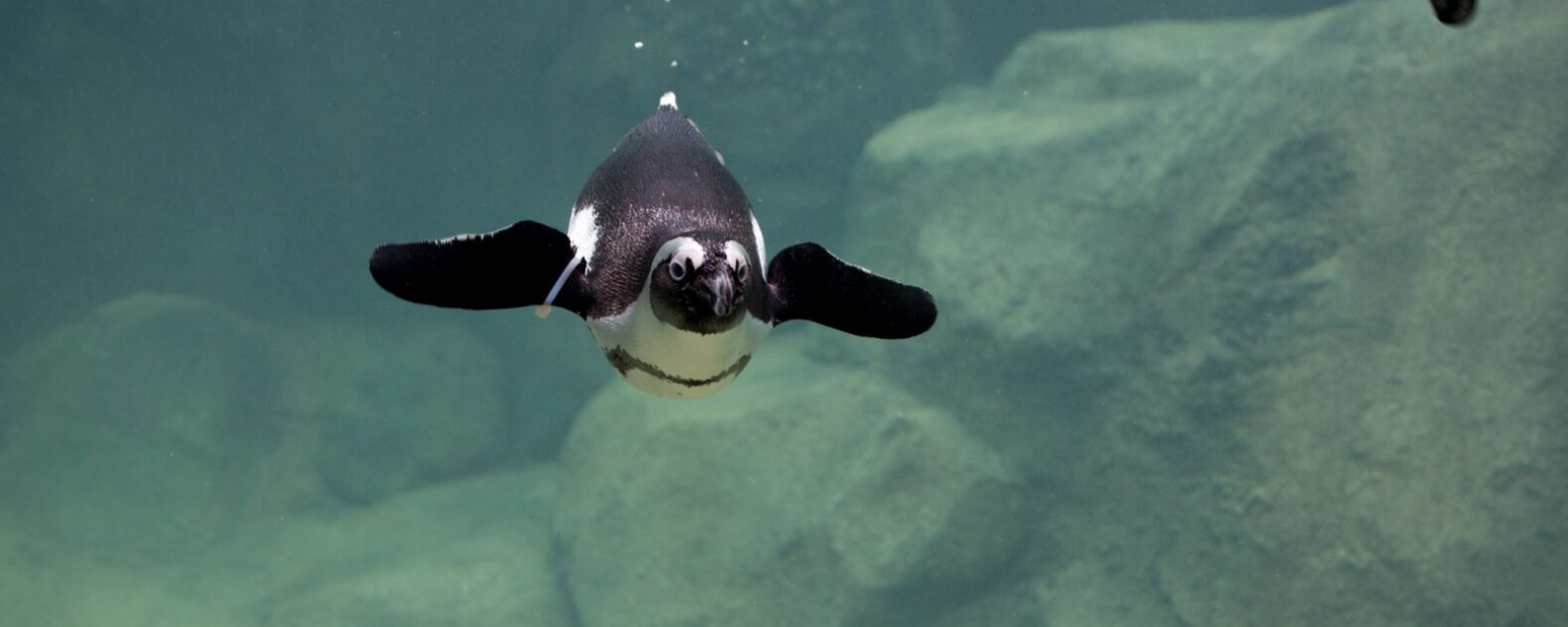 Robert and Mayari Pritzker Penguin Cove