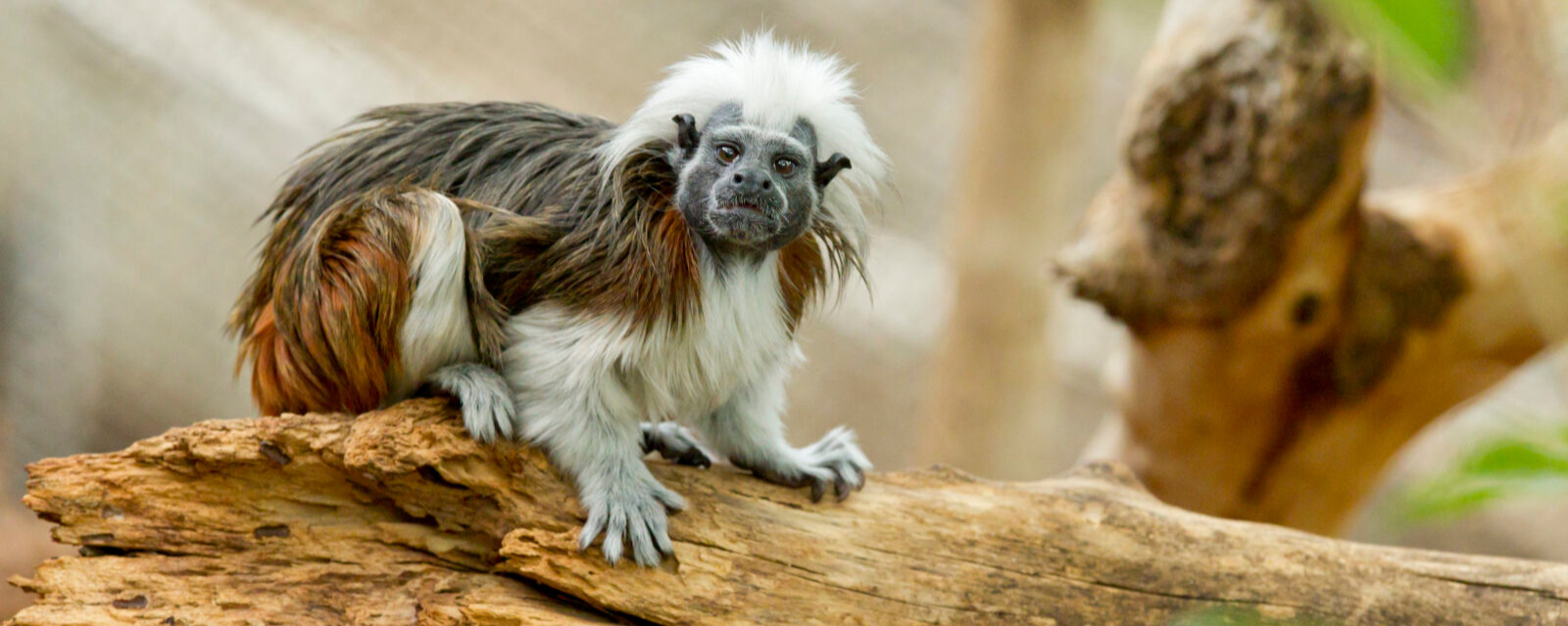Helen Brach Primate House