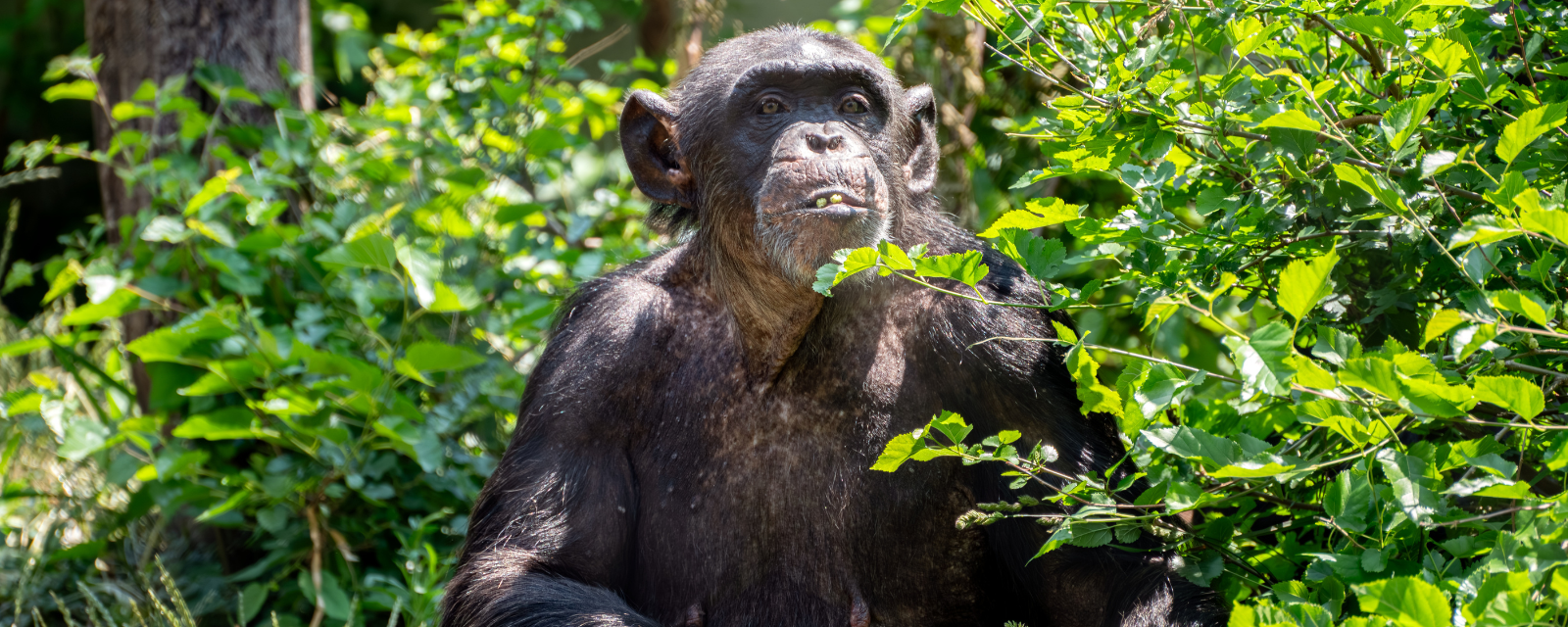 Regenstein Center for African Apes
