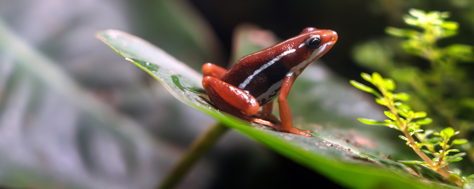 Regenstein Small Mammal-Reptile House