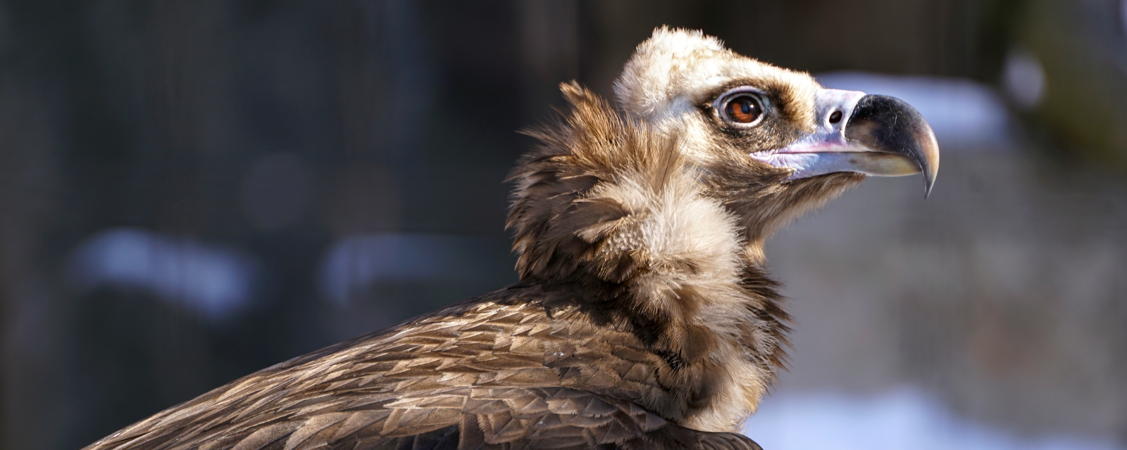 Regenstein Birds Of Prey