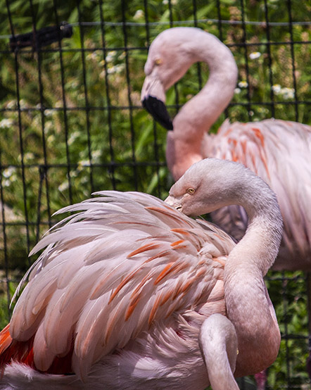 Chilean flamingos in exhibit