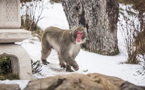 Akita, a male Japanese macaque, explores his troop’s forested habitat after a snowfall