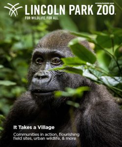 The cover of the Spring/Summer 2020 issue of Lincoln Park Zoo magazine, featuring a wild gorilla peering through foilage