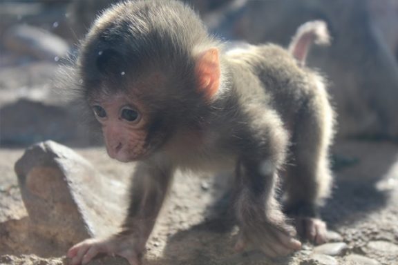 A baby Japanese macaque in exhibit