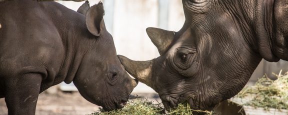 Eastern black rhino and calf in exhibit